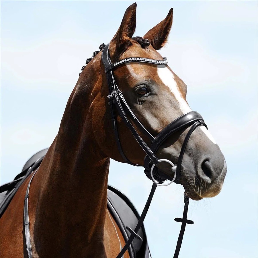 Passier Atlas Bridle