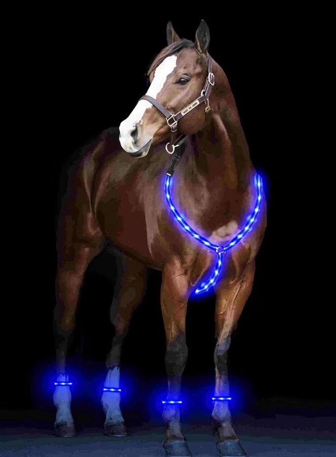 Blue LED horse breast plate & leg band