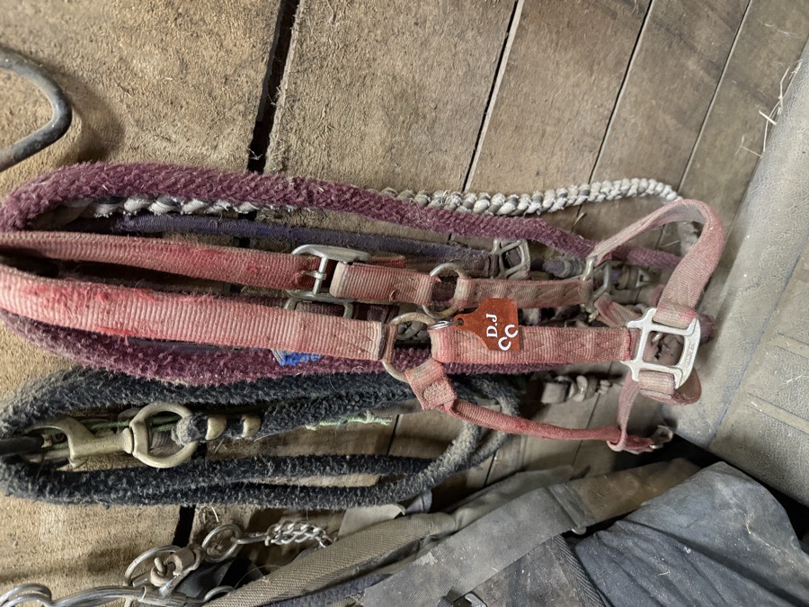 Halter id tag