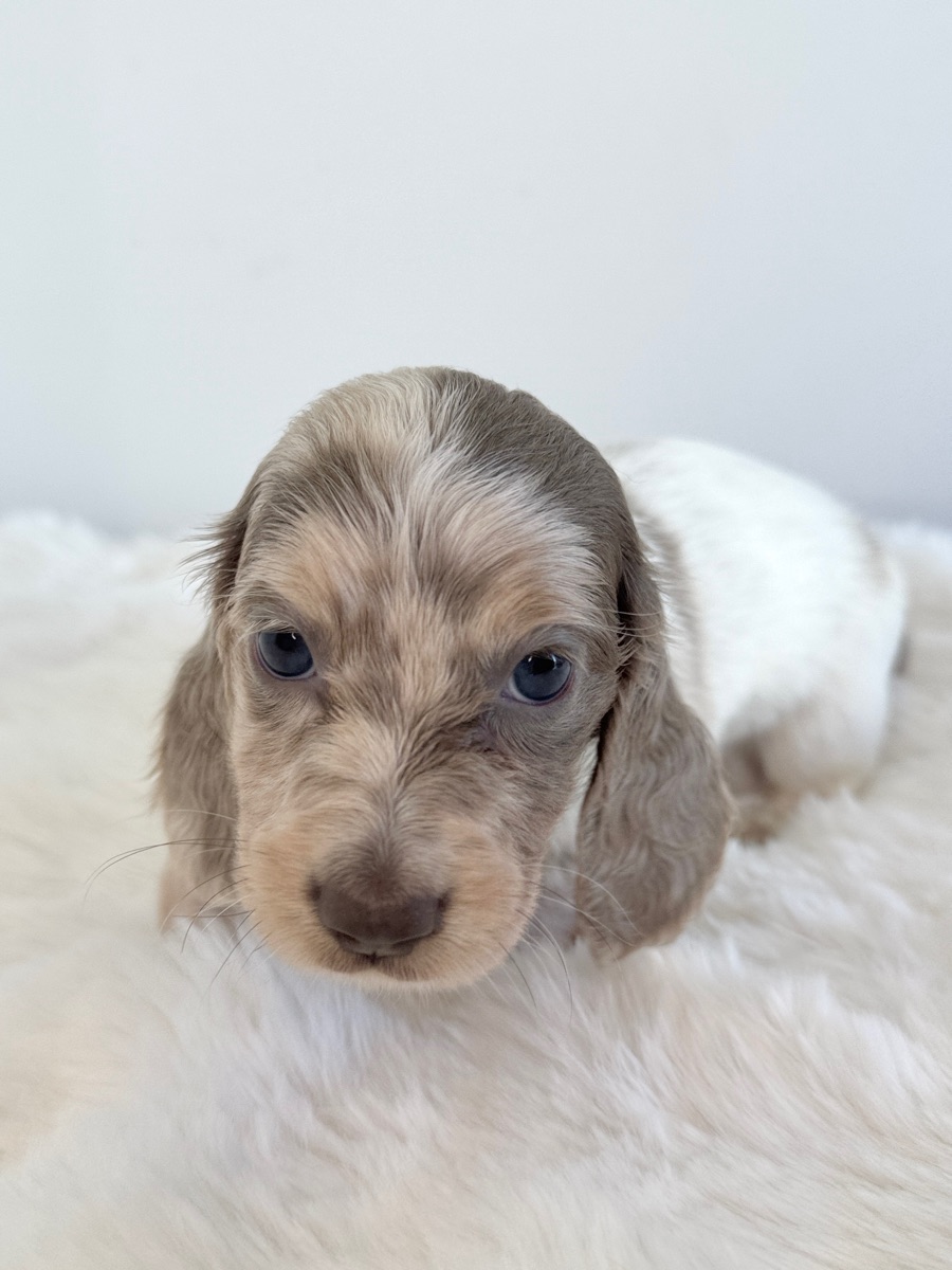 Pip