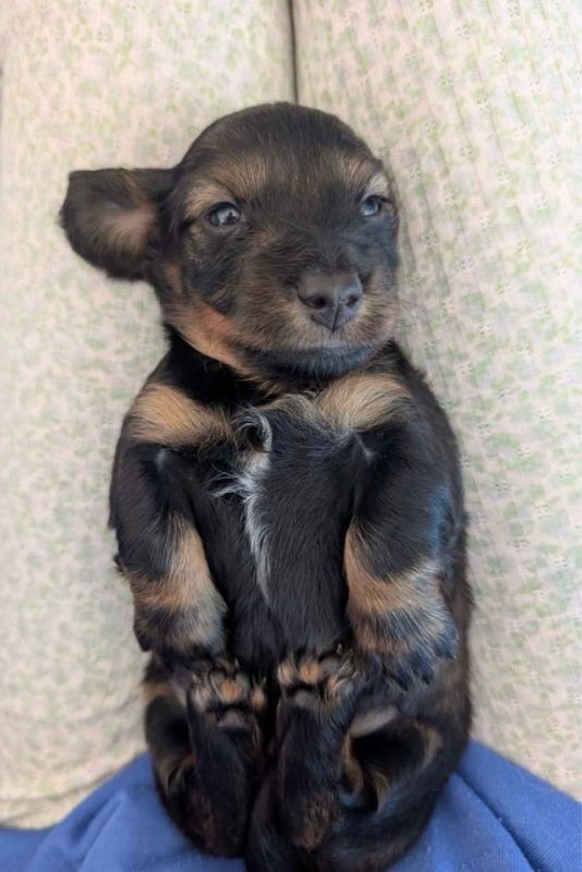 Vader
