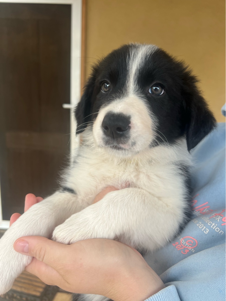 Yellow Girl- border collie