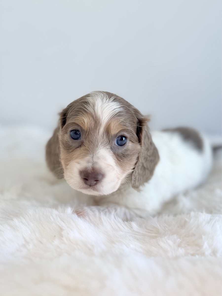 Otis