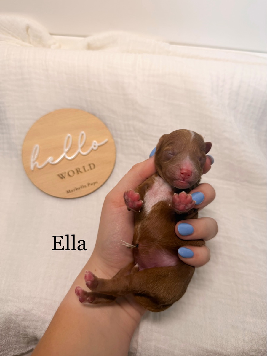“Ella”