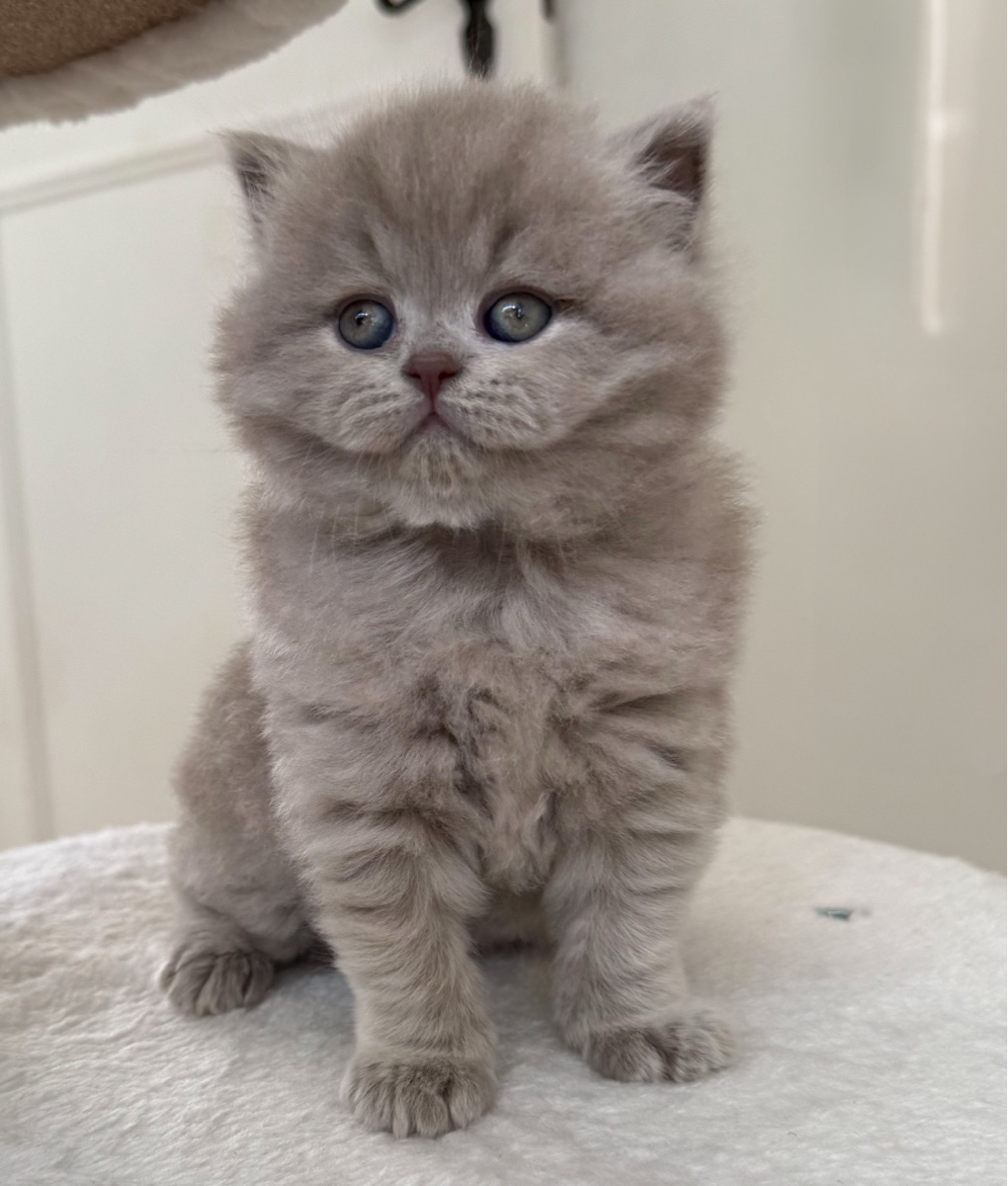 Gorgeous Lilac Pedigree British kittens