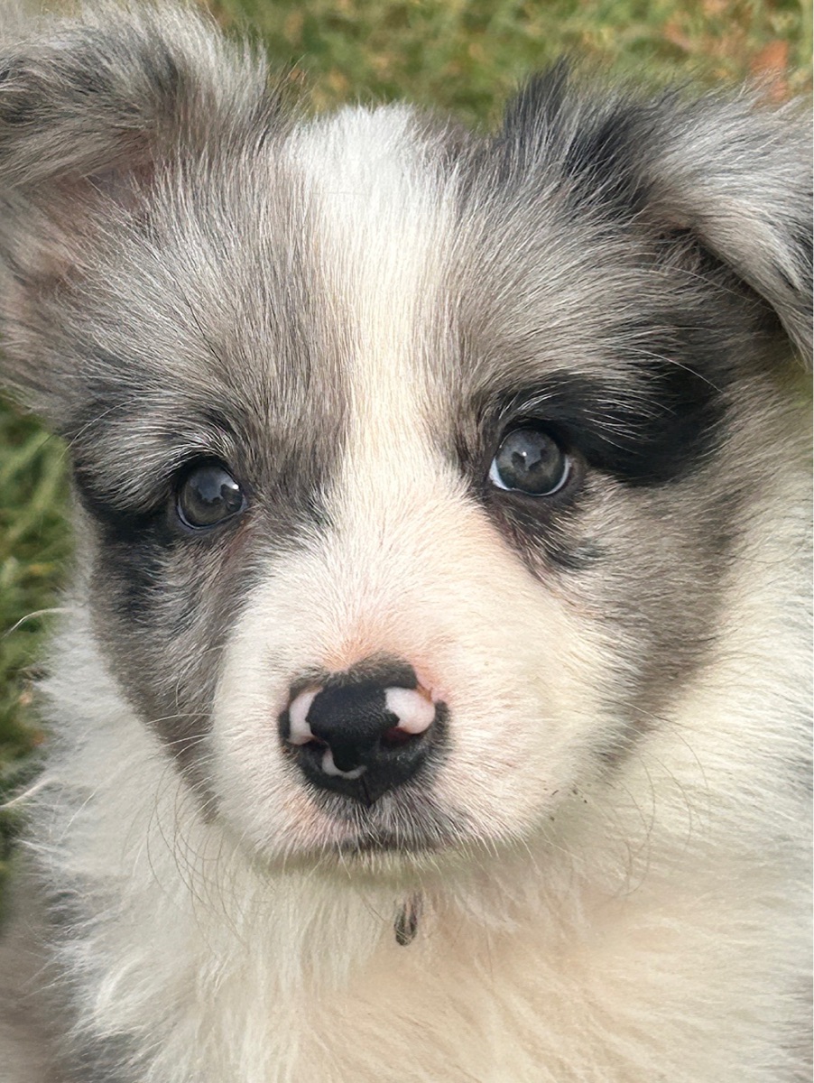 Bondog Sweet Pea (name pending DogsSA)