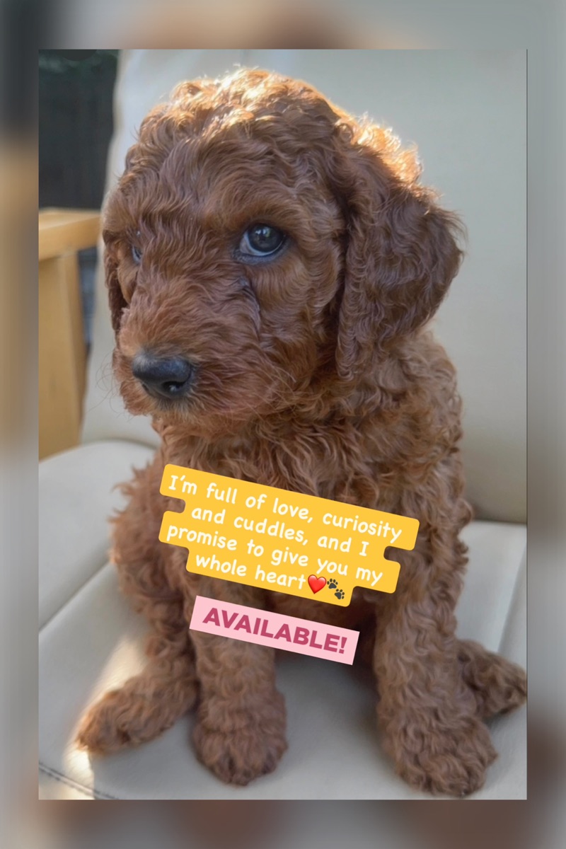 Standard poodle puppies