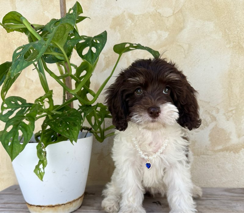 Fern