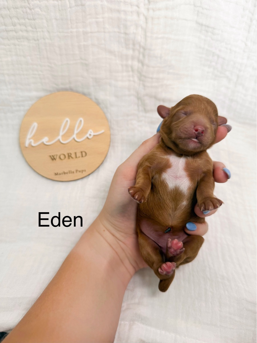 “Eden”