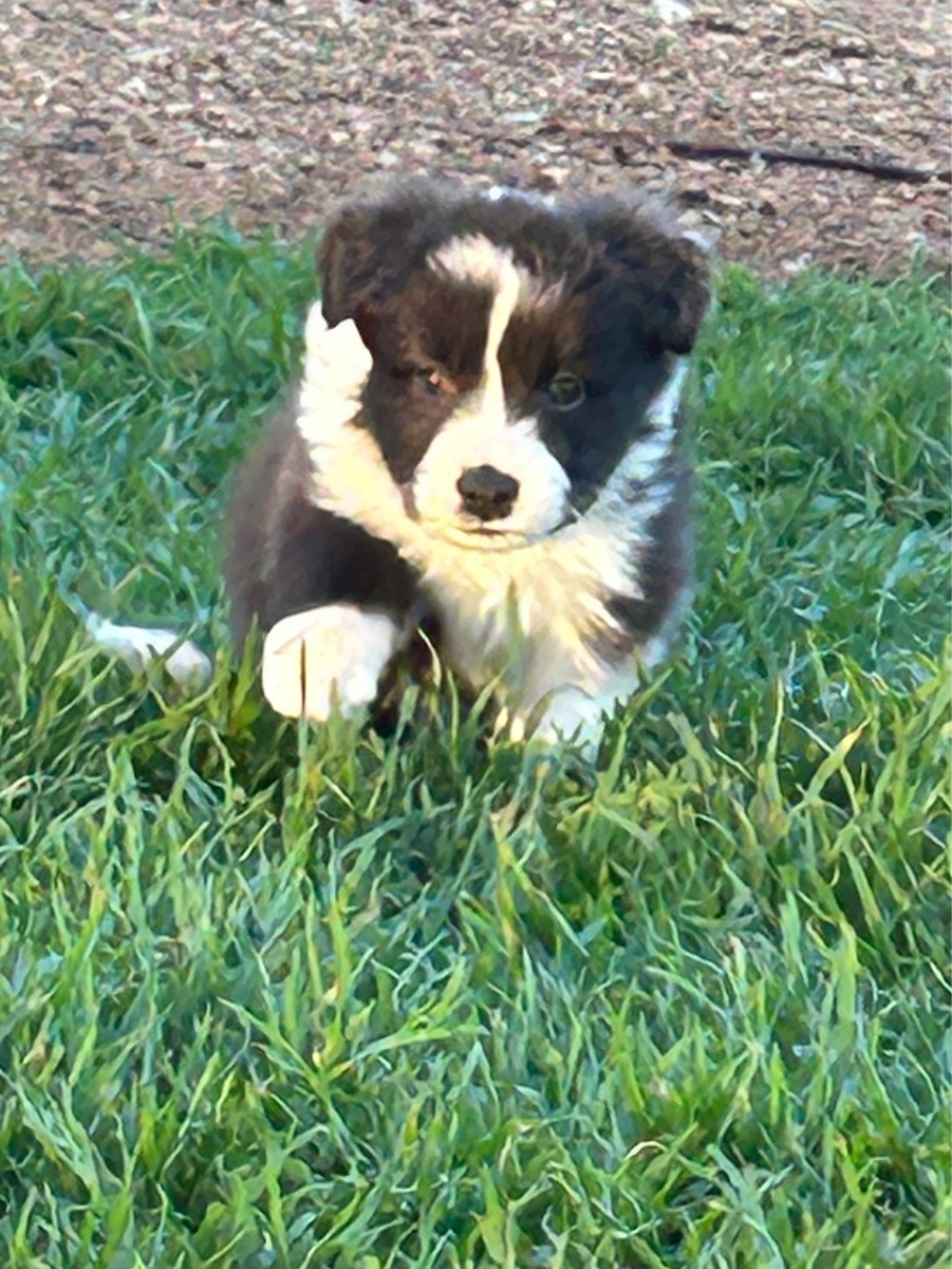 Bondog Hearts on Fire ( name pending DogsSA)