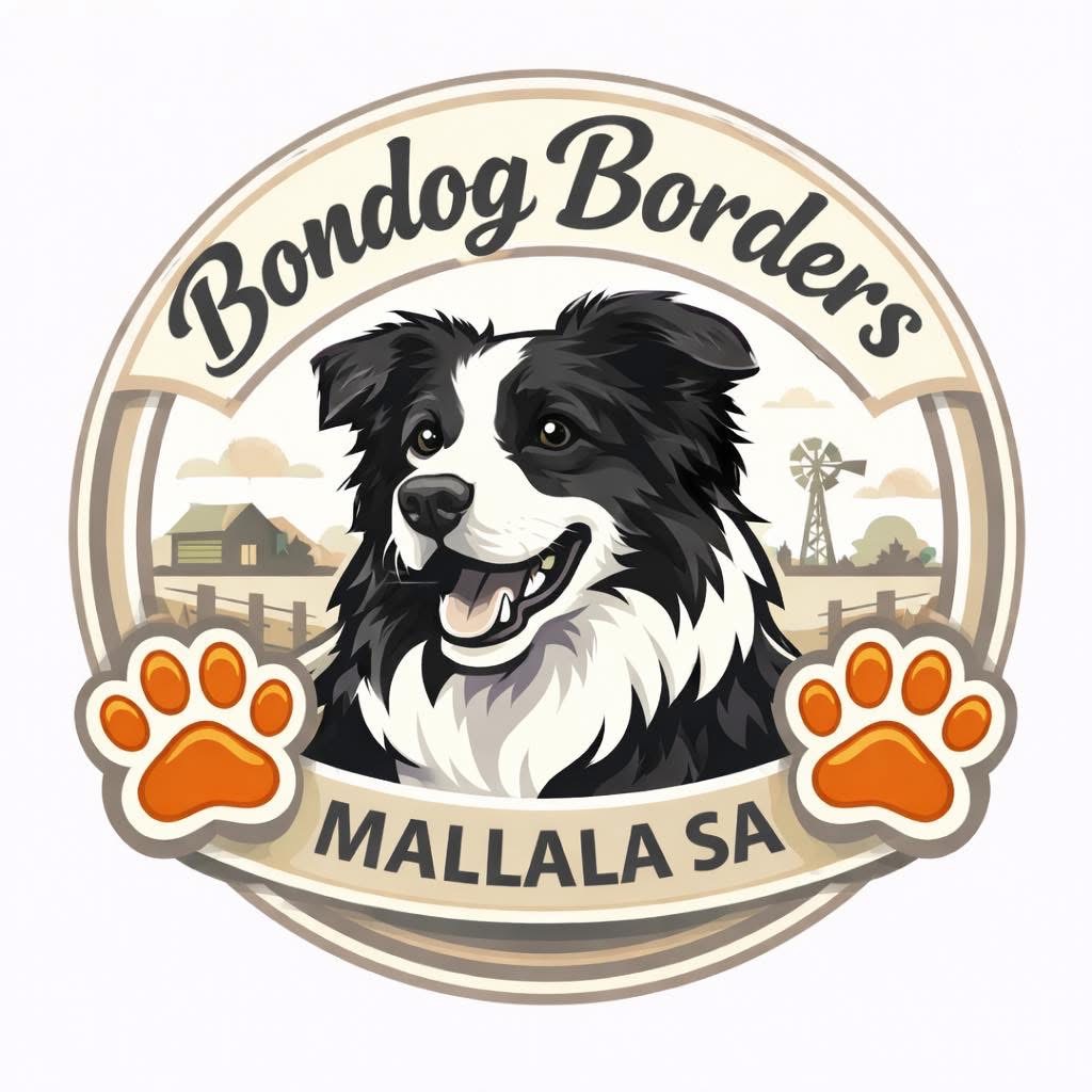 Bondog Border Collies