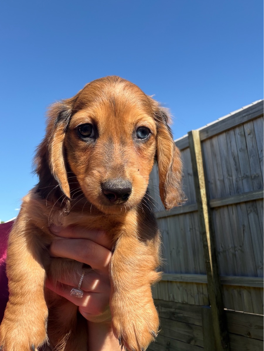 FRANCO