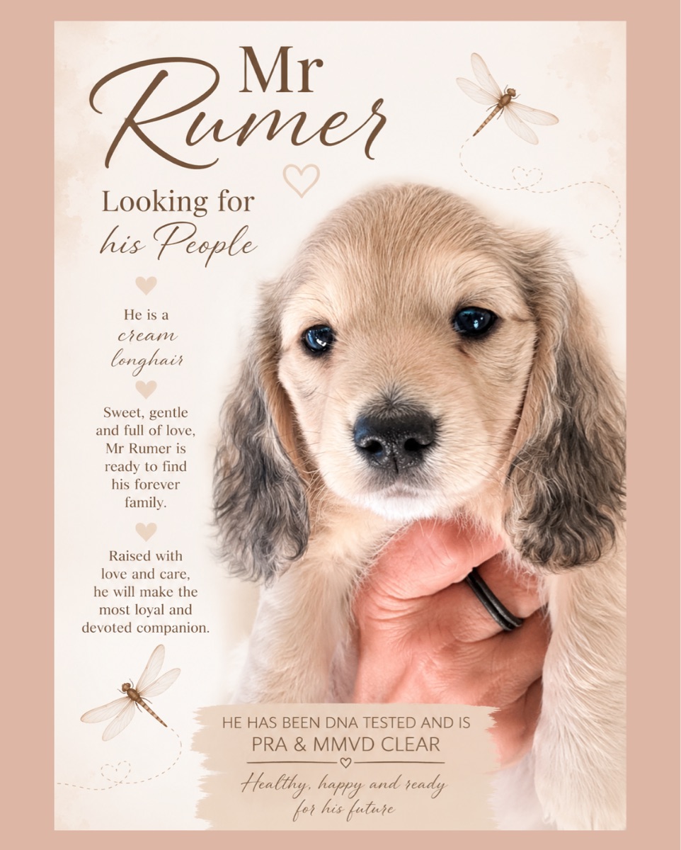 Rumer