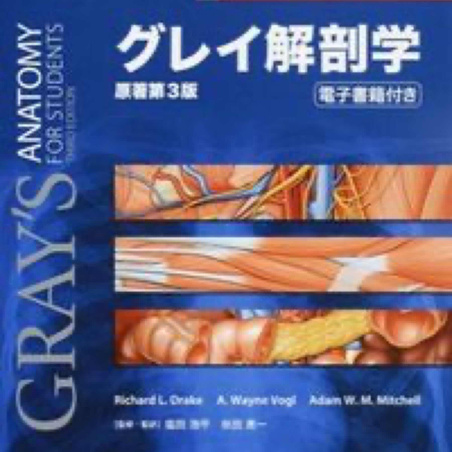 グレイ解剖学