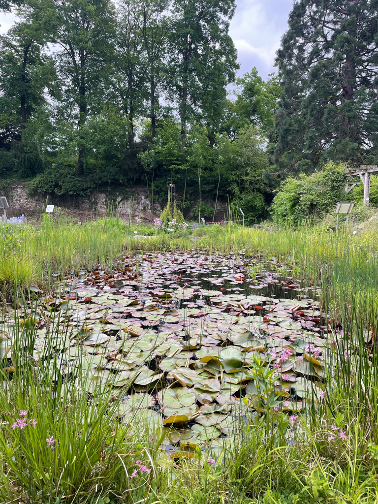 Zwischen den Blumen und Pflanzen