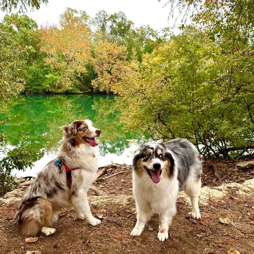 Picture of dogs