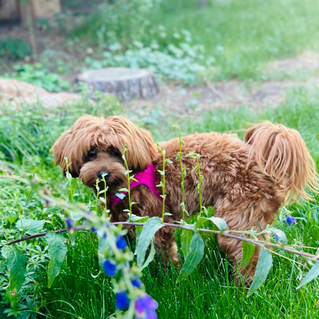 Picture of dogs