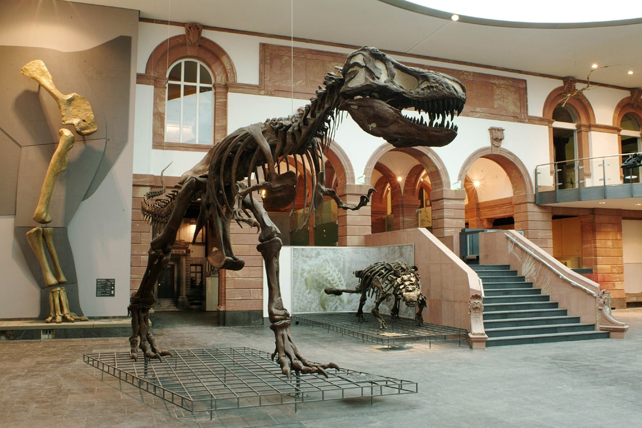 Senckenberg Naturmuseum