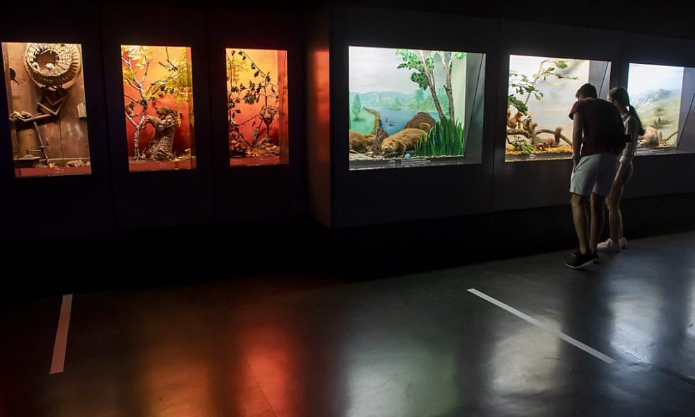 Muséum d'histoire naturelle de Genève