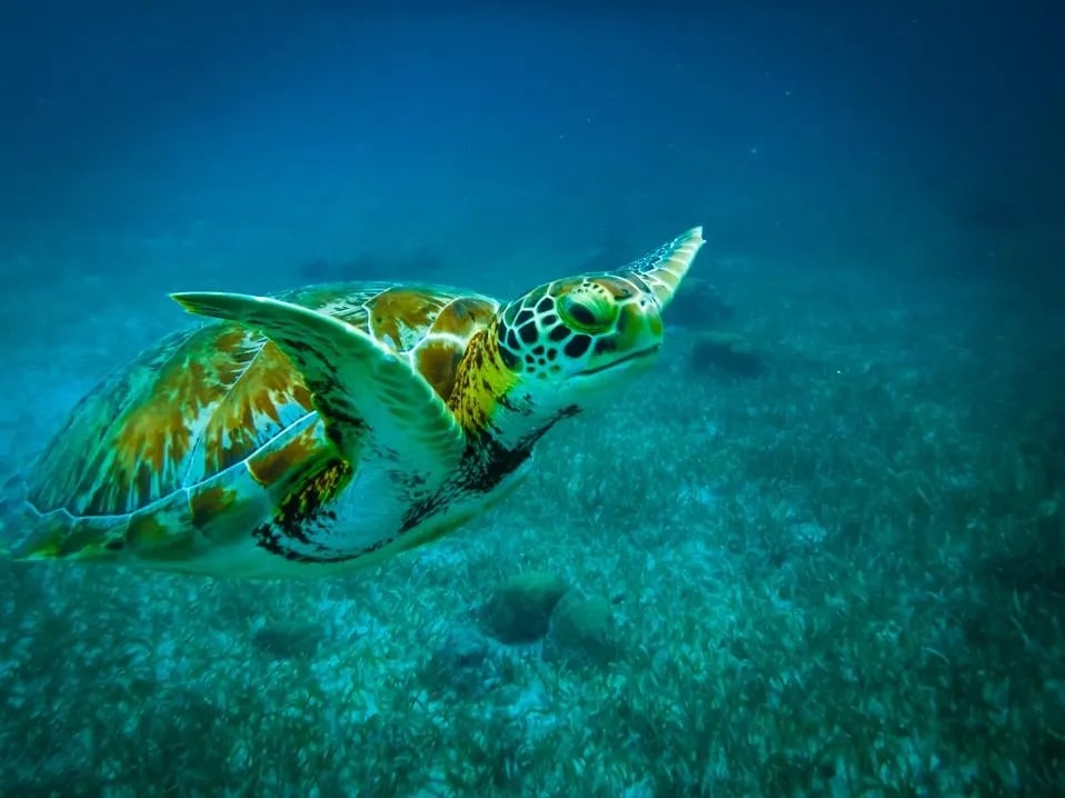 Scuba Diving In Miami — Squalo Divers