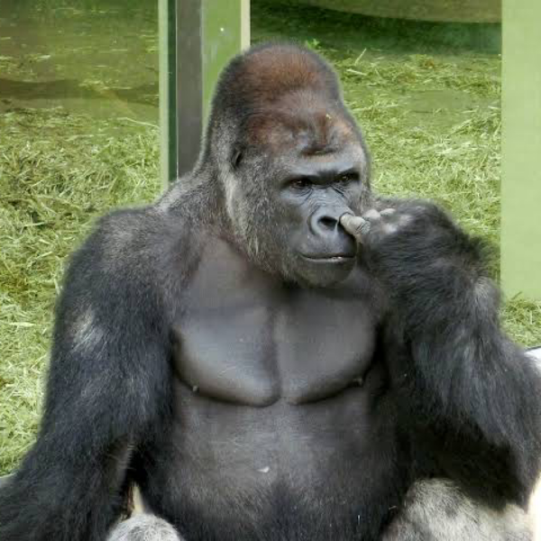 gorilla