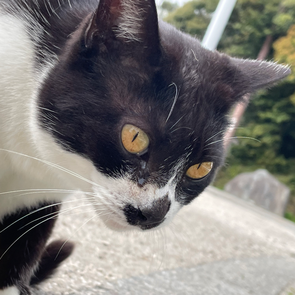 怜