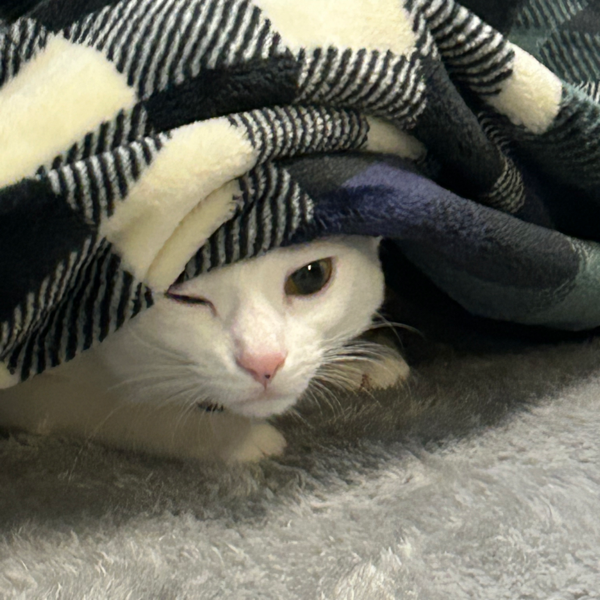 愛（あい）