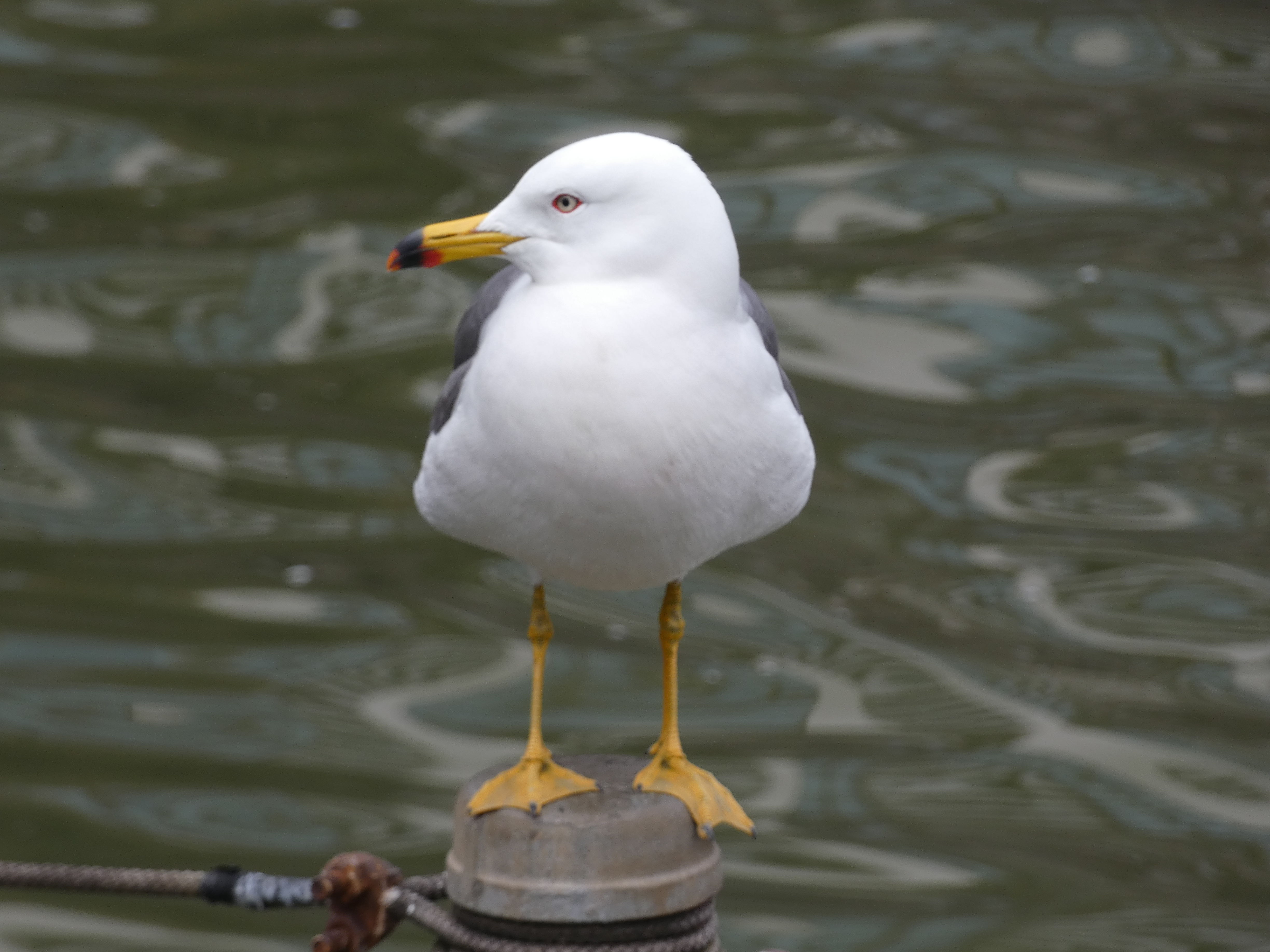Post Image