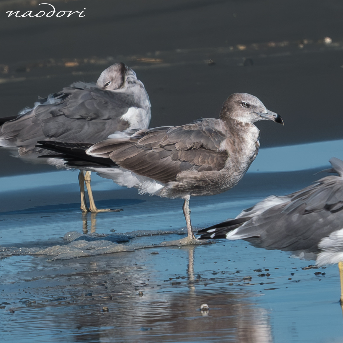 Post Image